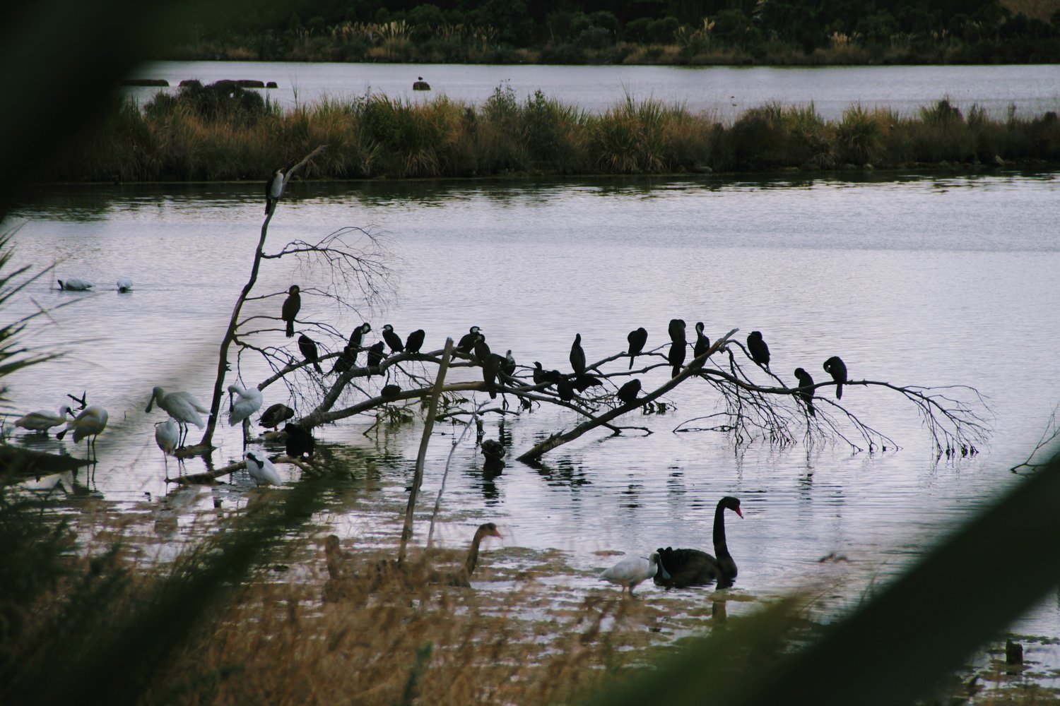 Wildlife near The Bird Hide BnB Waikouaiti Dunedin - natural habitat for local birds and animals